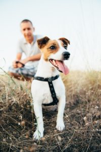 a small dog of the Jack Russell Terrier breed on a walk