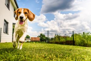 Beagle dog running