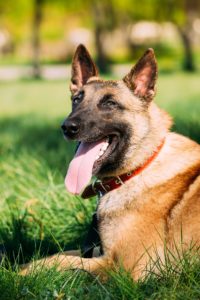 Malinois Dog Sit Outdoors In Green Grass